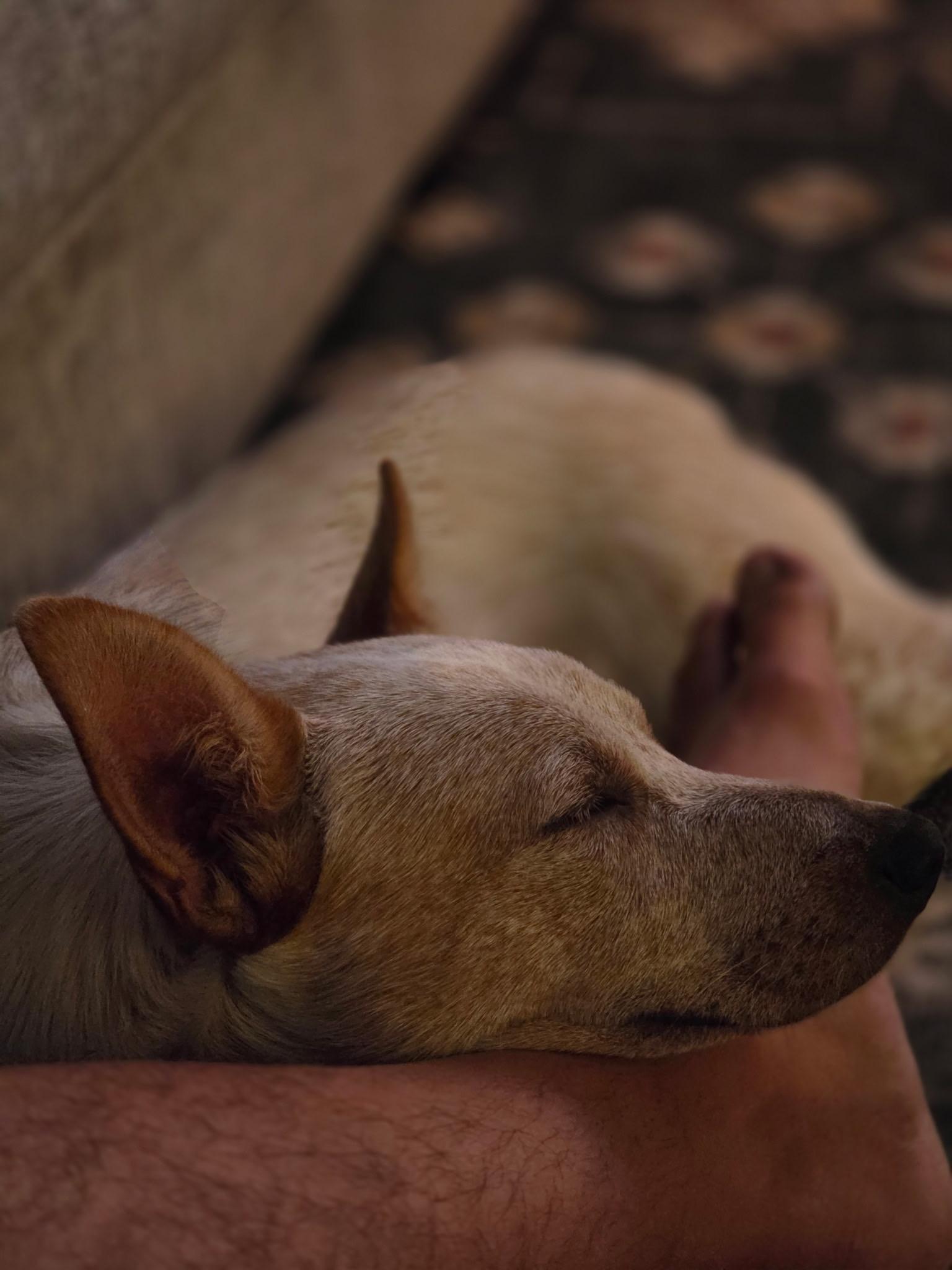 Brick, a ADOPTABLE Australian Cattle Dog / Blue Heeler in Selma, TX image 3/6