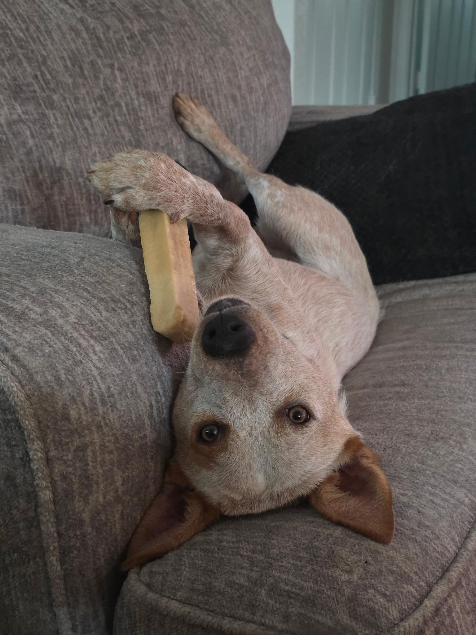 Brick, a ADOPTABLE Australian Cattle Dog / Blue Heeler in Selma, TX image 4/6