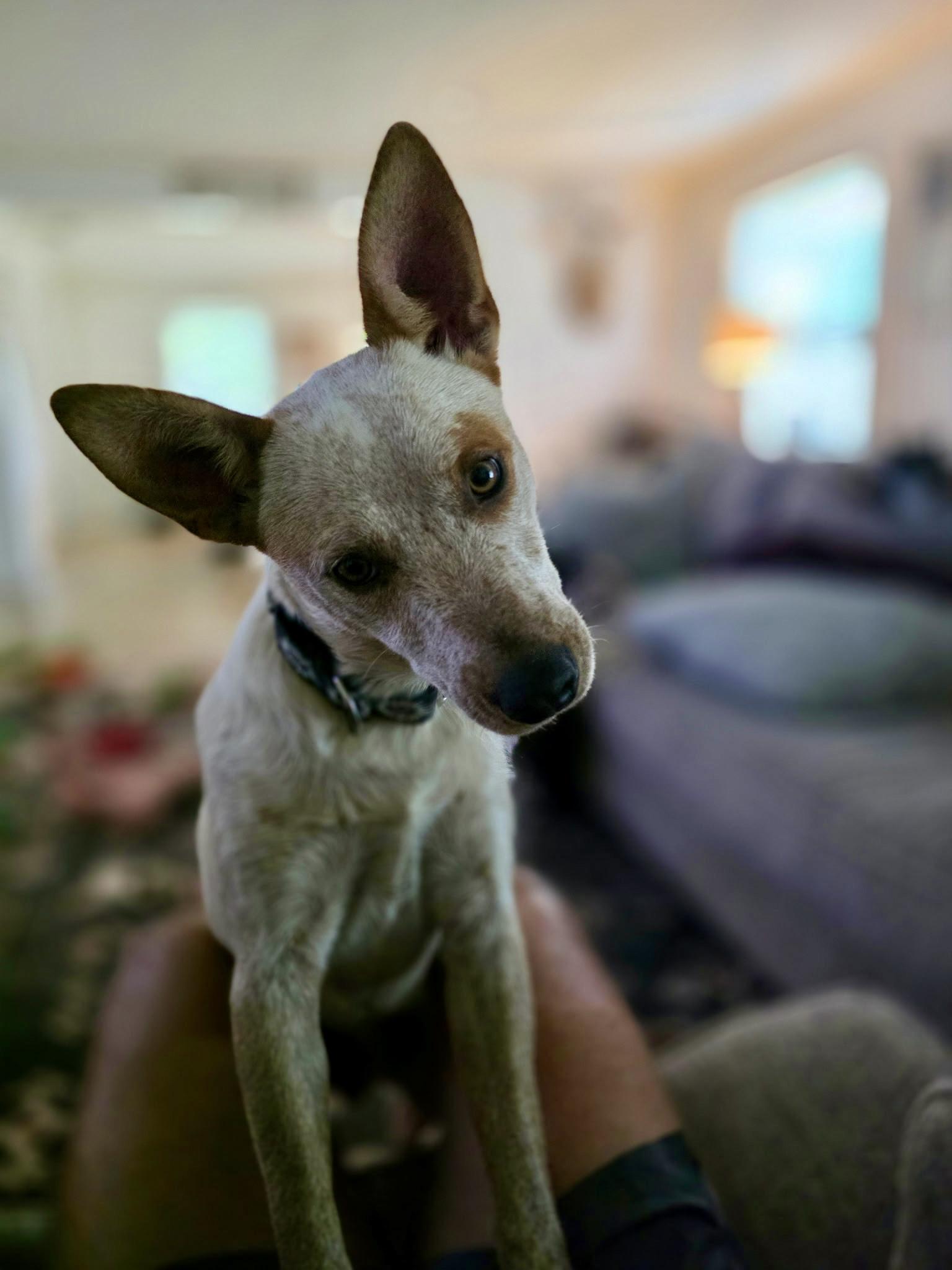 Brick, a ADOPTABLE Australian Cattle Dog / Blue Heeler in Selma, TX image 1/6