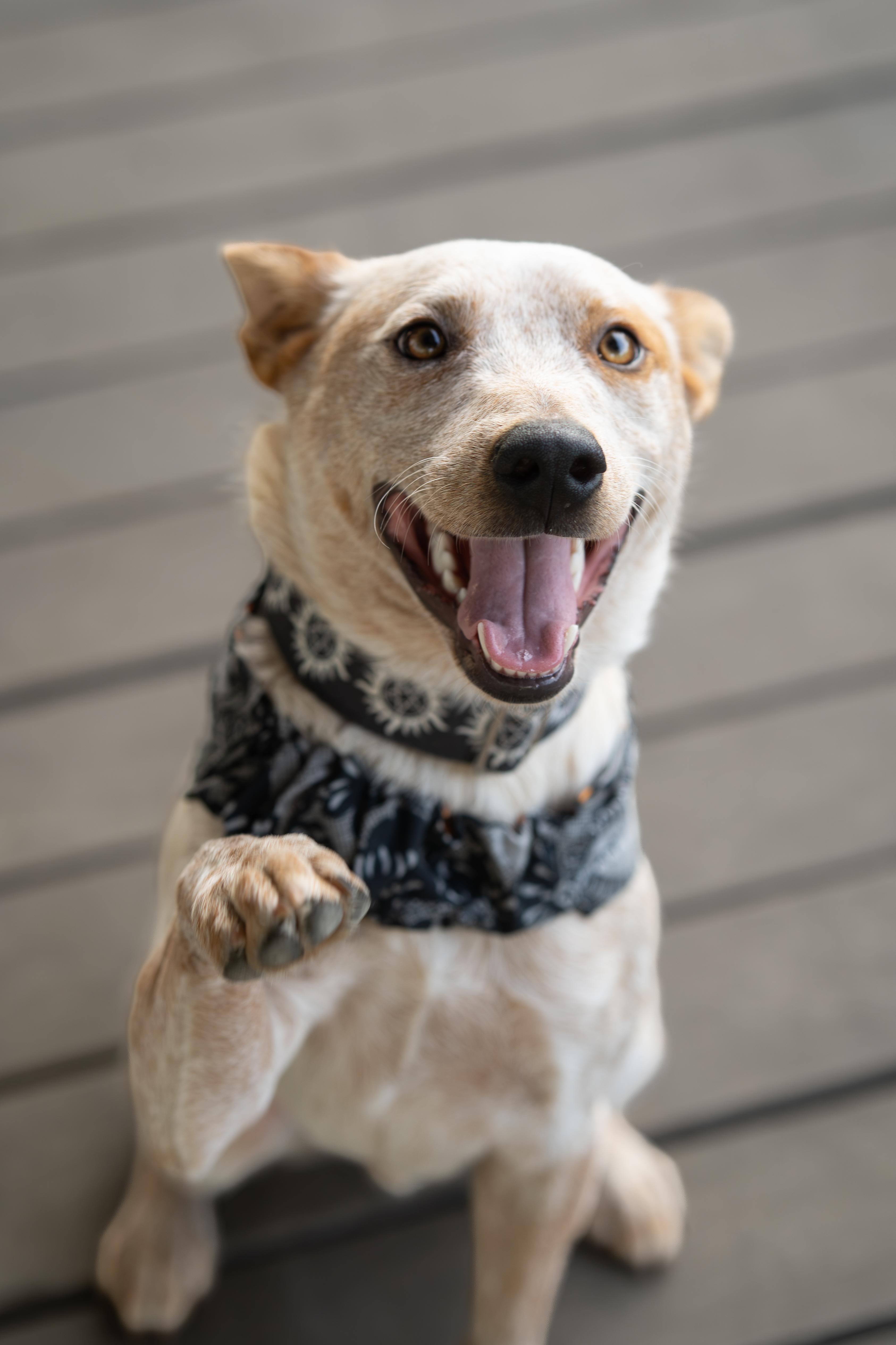 Enlarge Brick, a ADOPTABLE Australian Cattle Dog / Blue Heeler in Selma, TX image 1/6