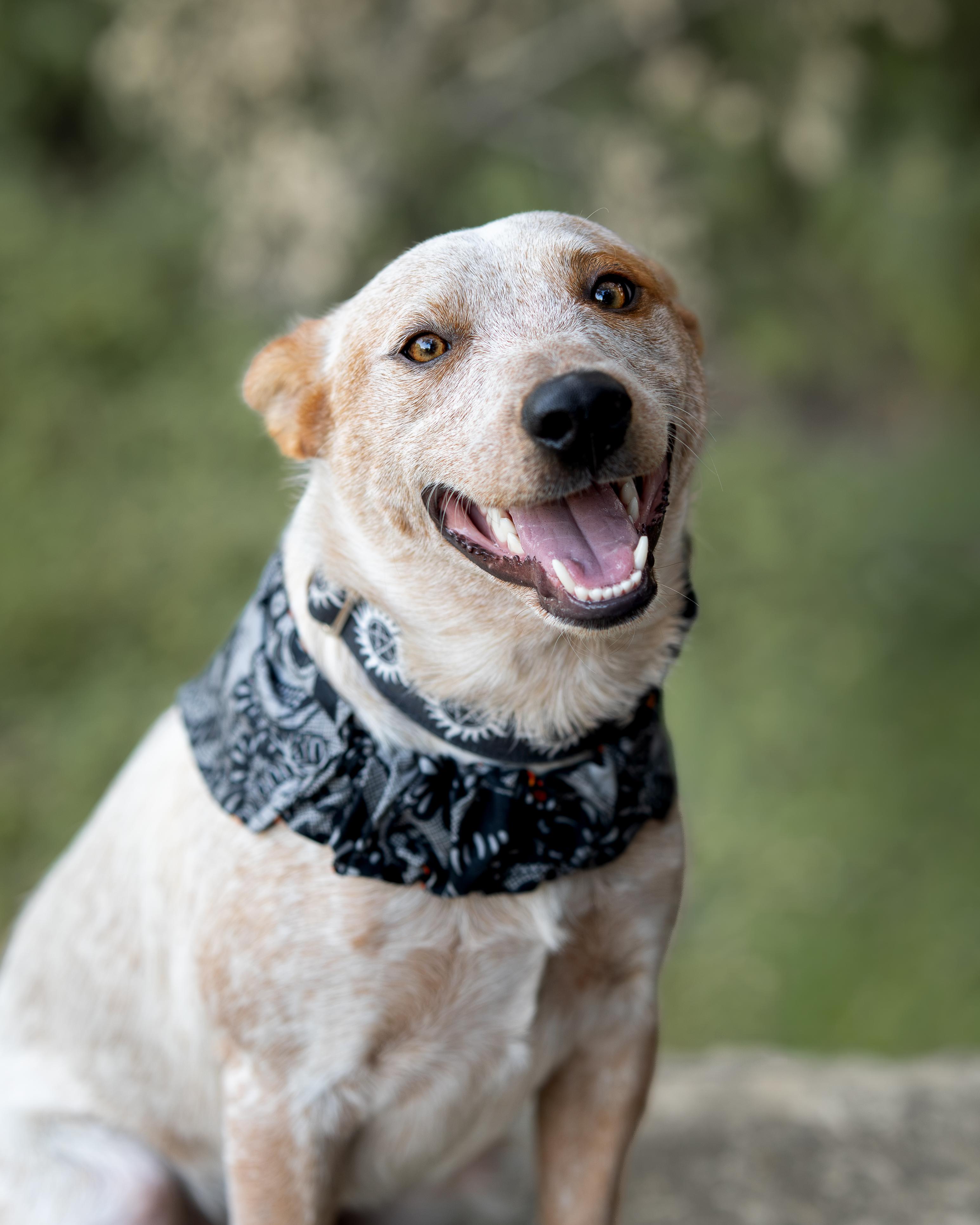 Enlarge Brick, a ADOPTABLE Australian Cattle Dog / Blue Heeler in Selma, TX image 6/6