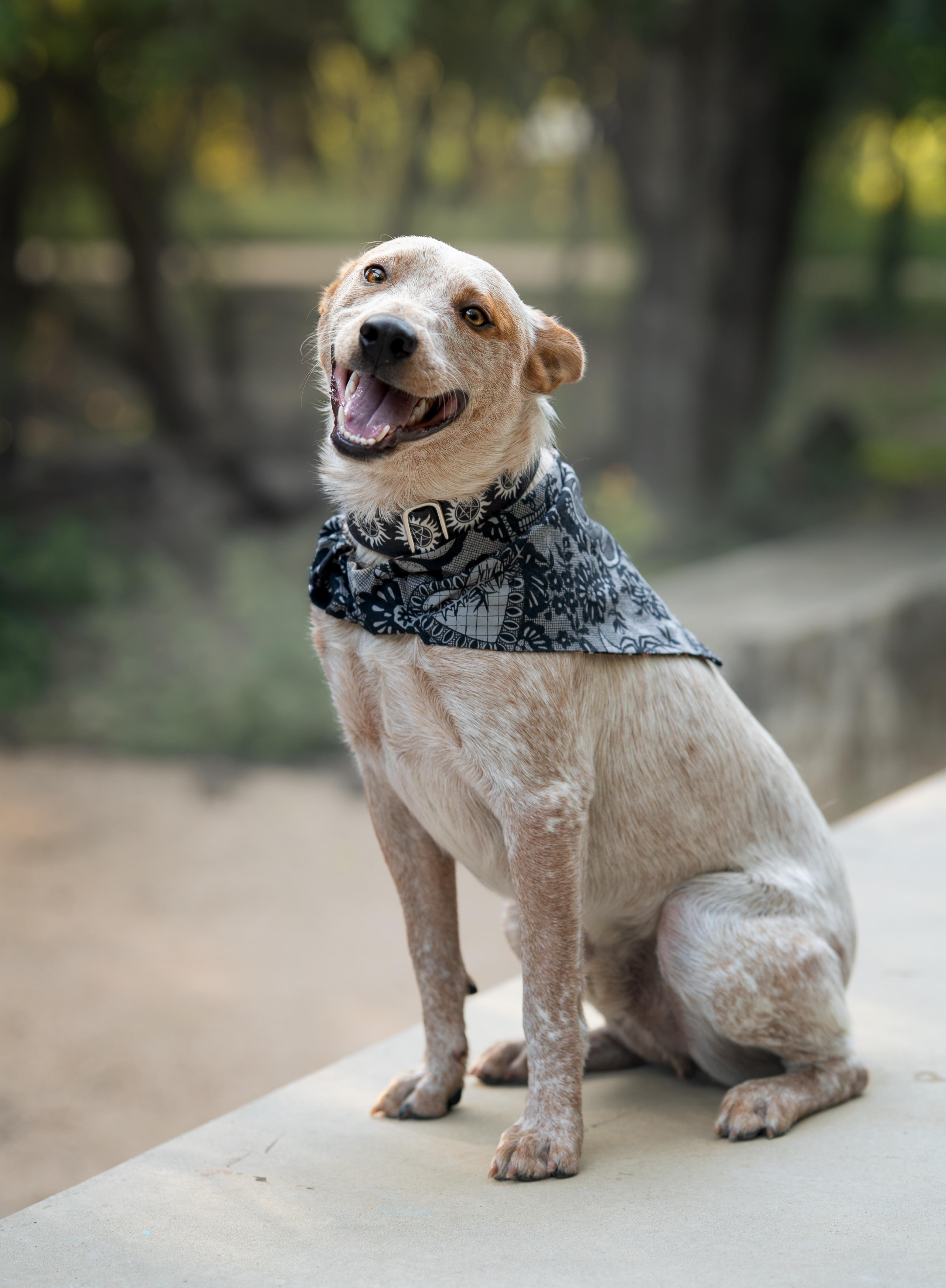 Enlarge Brick, a ADOPTABLE Australian Cattle Dog / Blue Heeler in Selma, TX image 2/6