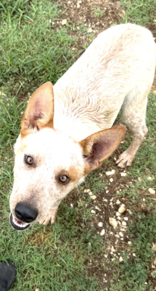 Brick, a ADOPTABLE Australian Cattle Dog / Blue Heeler in Selma, TX image 2/6