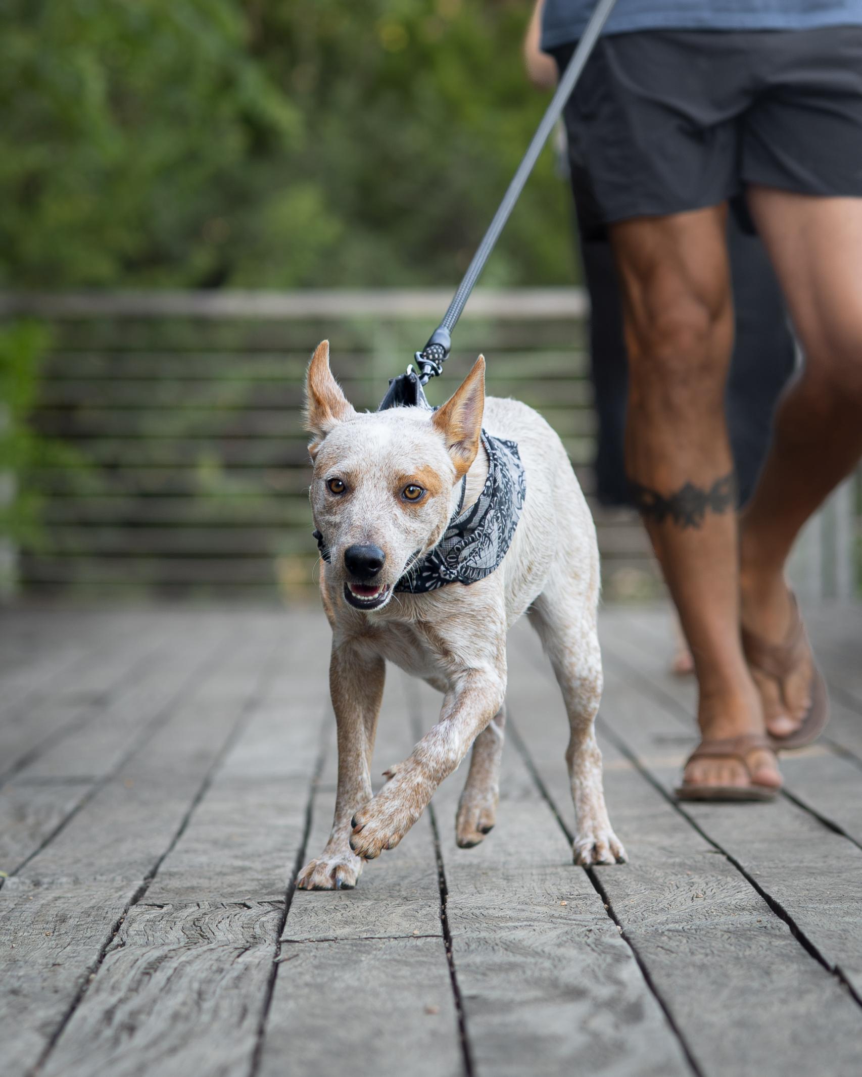 Enlarge Brick, a ADOPTABLE Australian Cattle Dog / Blue Heeler in Selma, TX image 5/6