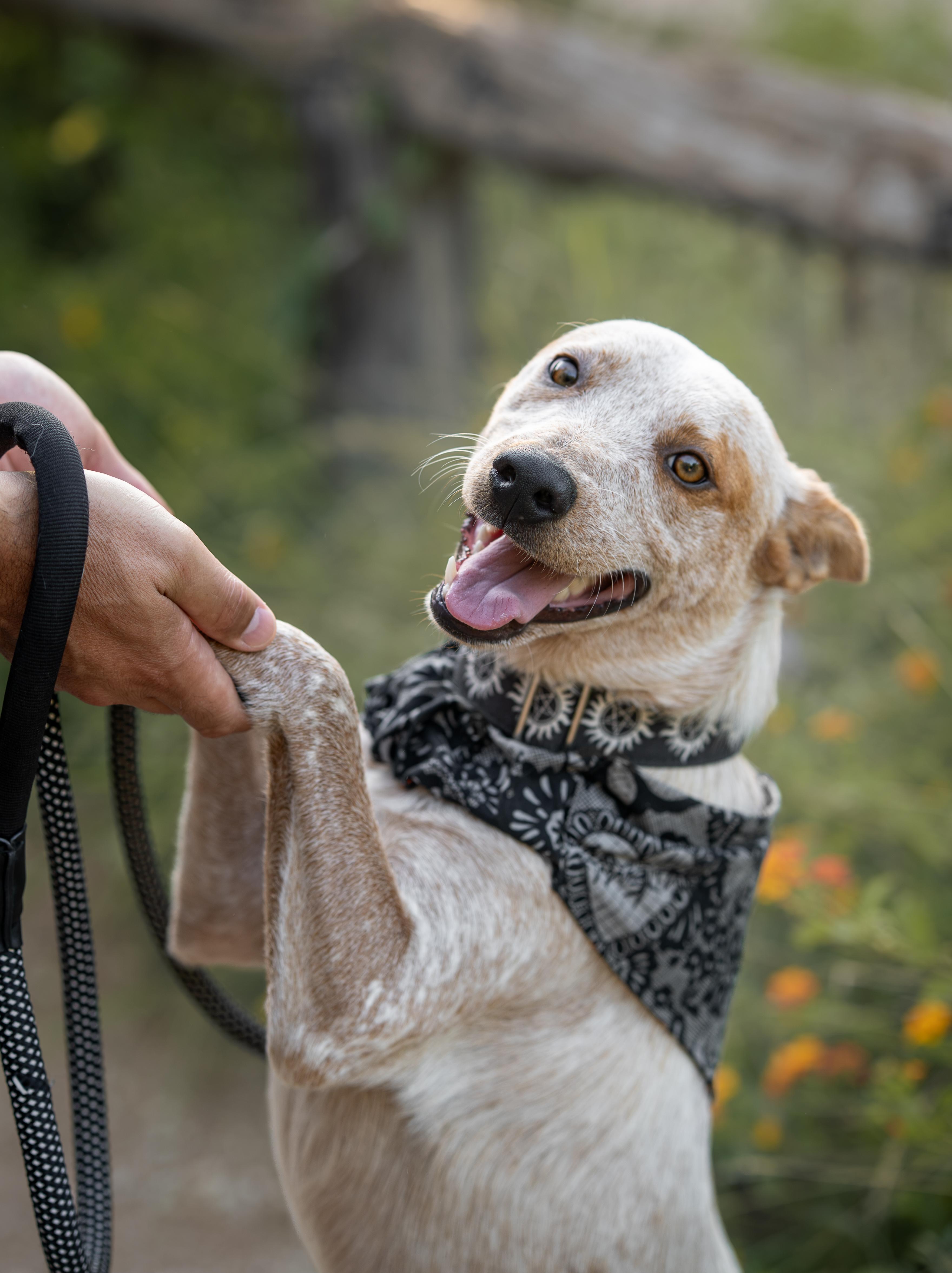 Enlarge Brick, a ADOPTABLE Australian Cattle Dog / Blue Heeler in Selma, TX image 3/6