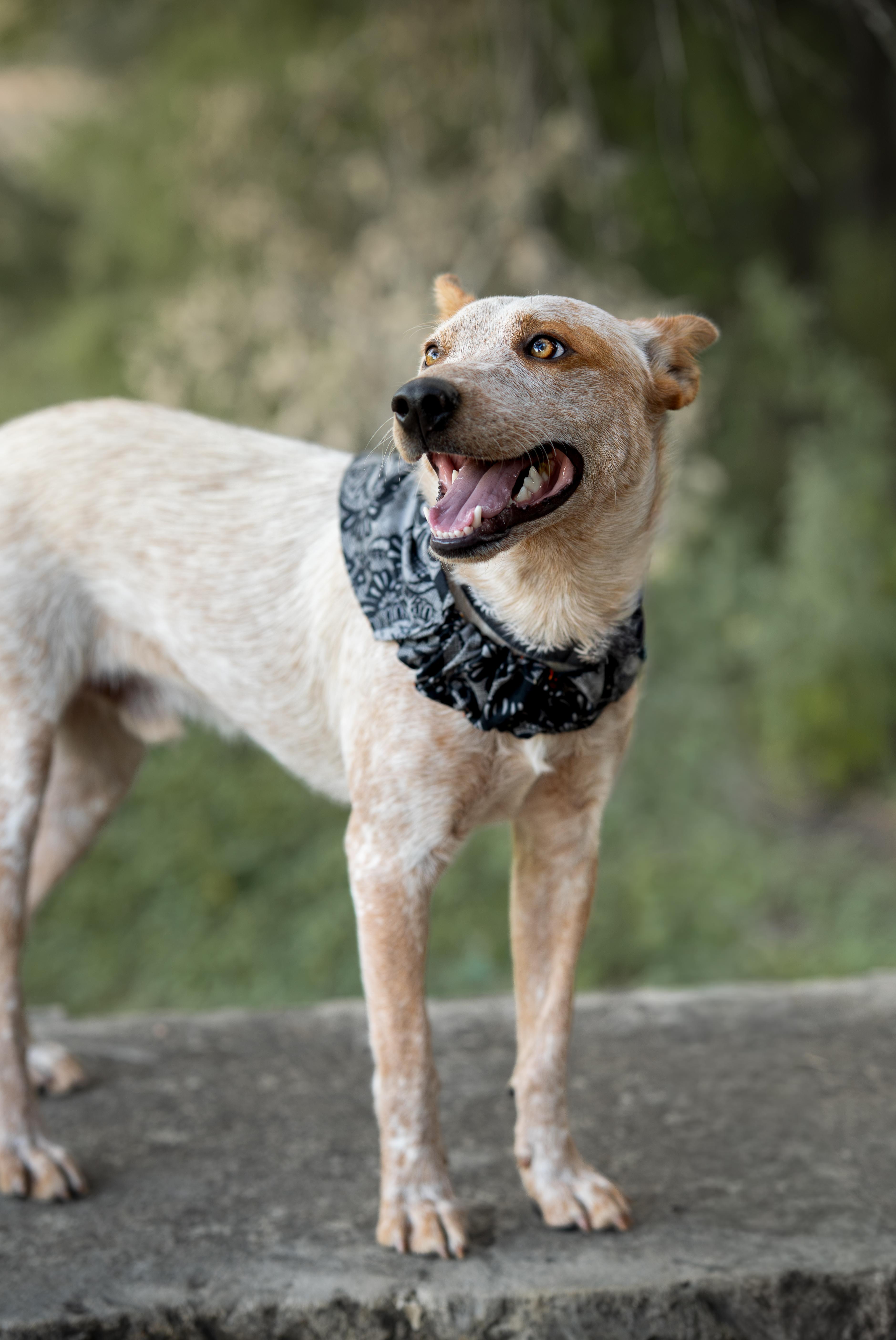 Enlarge Brick, a ADOPTABLE Australian Cattle Dog / Blue Heeler in Selma, TX image 4/6