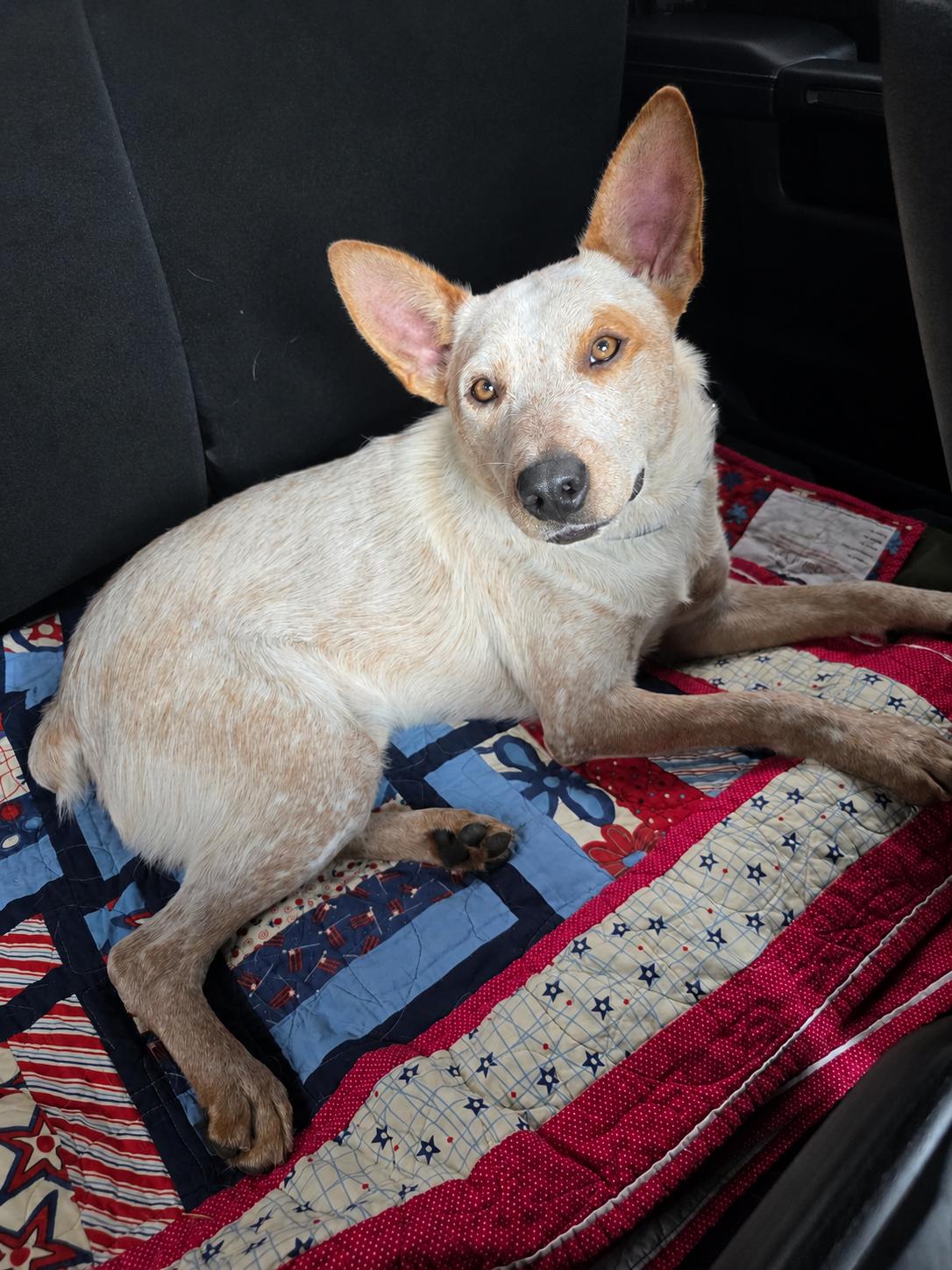 Brick, a ADOPTABLE Australian Cattle Dog / Blue Heeler in Selma, TX image 6/6