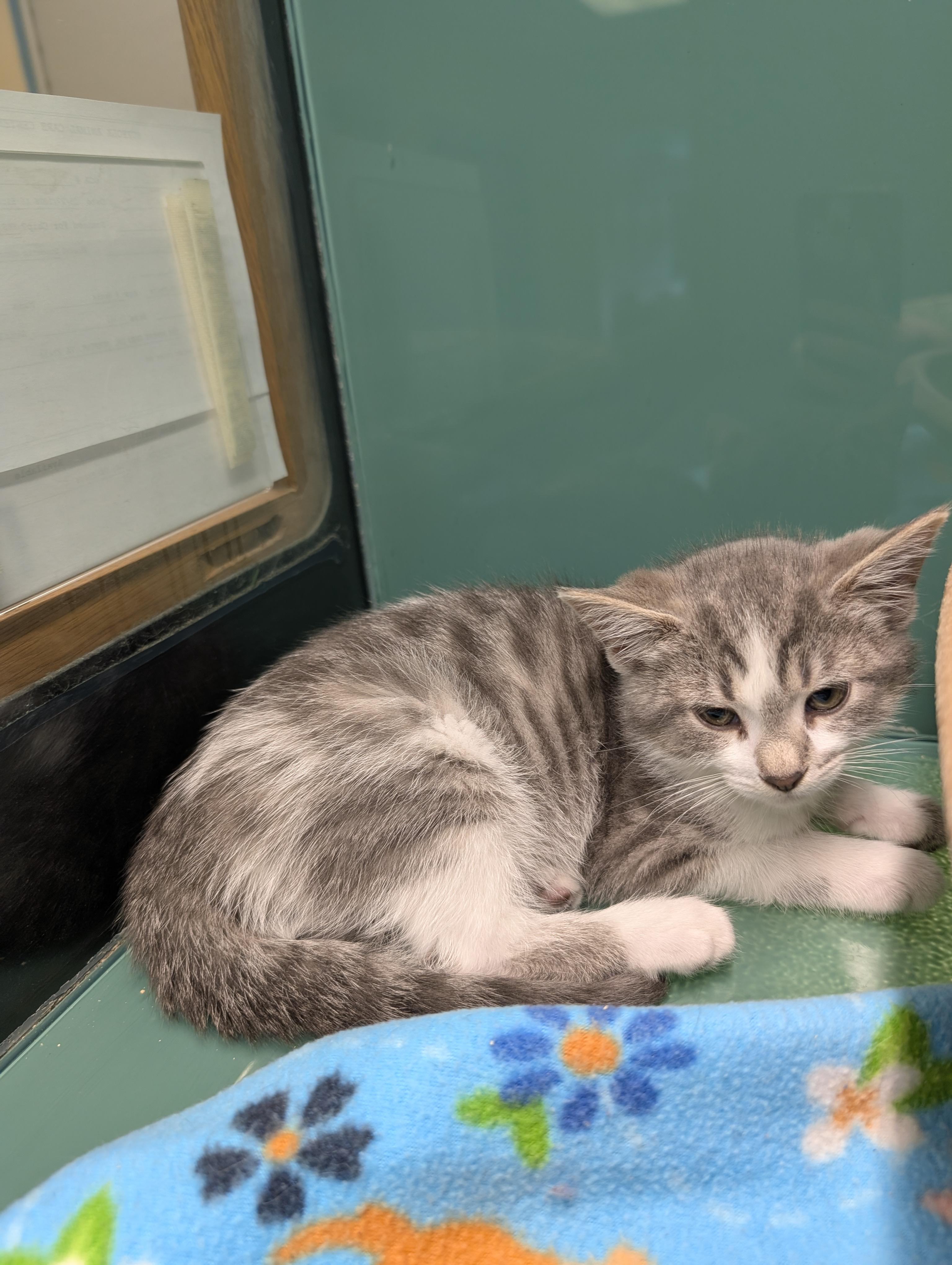 Lilac, a ADOPTABLE Domestic Short Hair in Suffolk, VA image 2/2