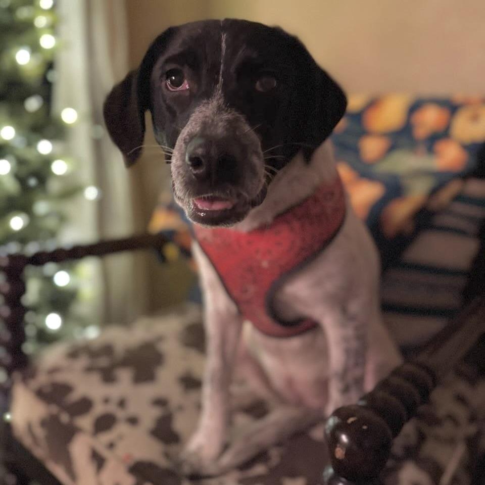 Enlarge Dusty, a Adoptable Australian Cattle Dog / Blue Heeler in Beaumont, TX image 1/6