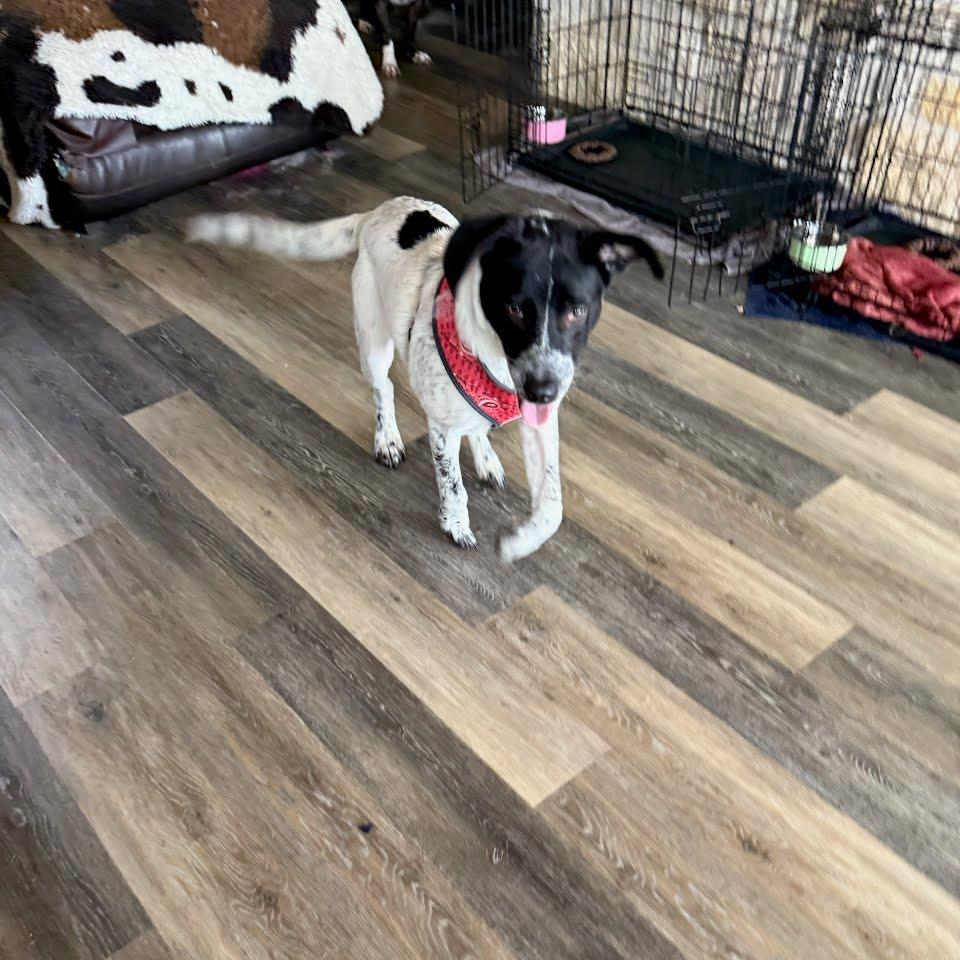 Enlarge Dusty, a Adoptable Australian Cattle Dog / Blue Heeler in Beaumont, TX image 2/6