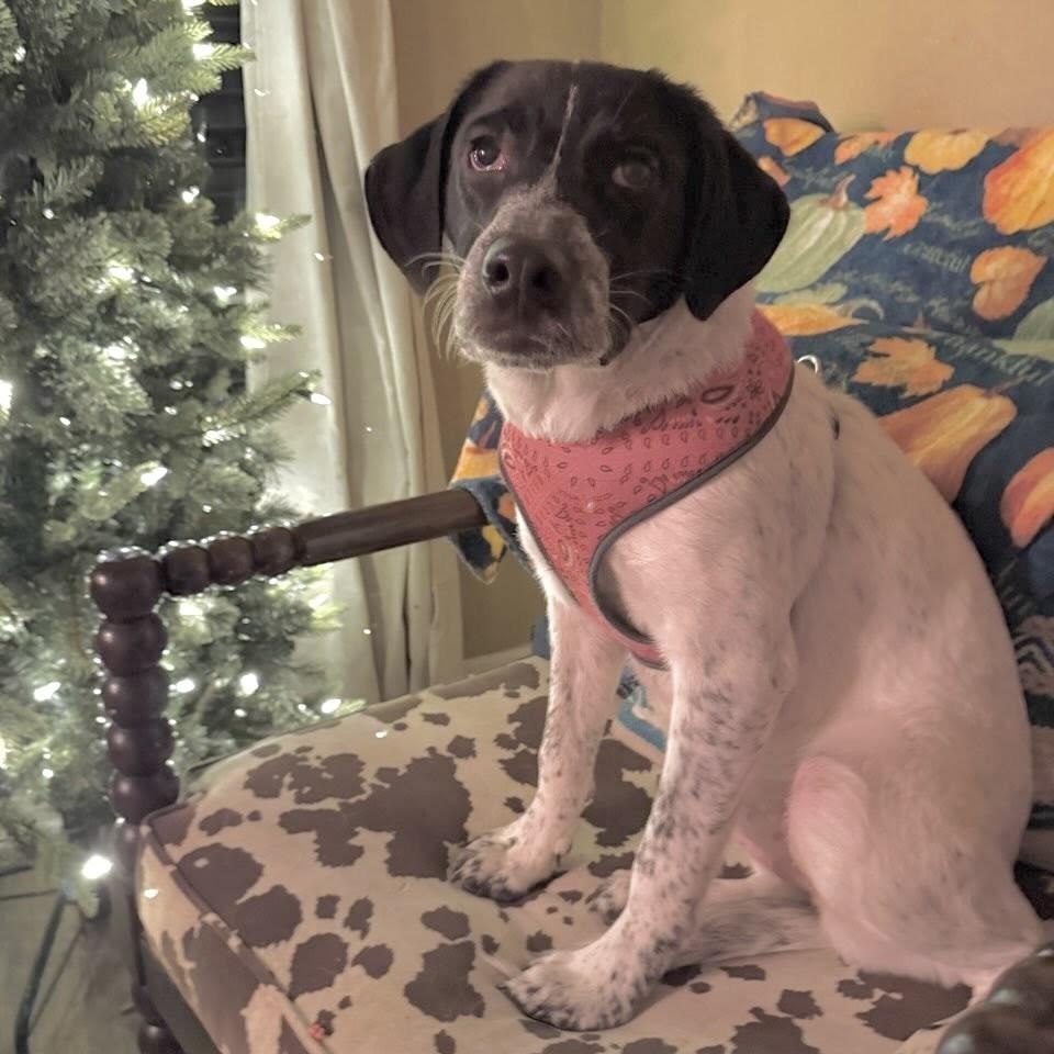 Enlarge Dusty, a Adoptable Australian Cattle Dog / Blue Heeler in Beaumont, TX image 3/6