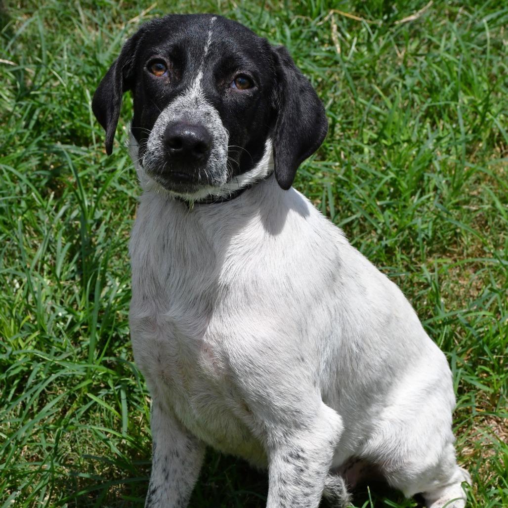 Enlarge Dusty, a Adoptable Australian Cattle Dog / Blue Heeler in Beaumont, TX image 4/6