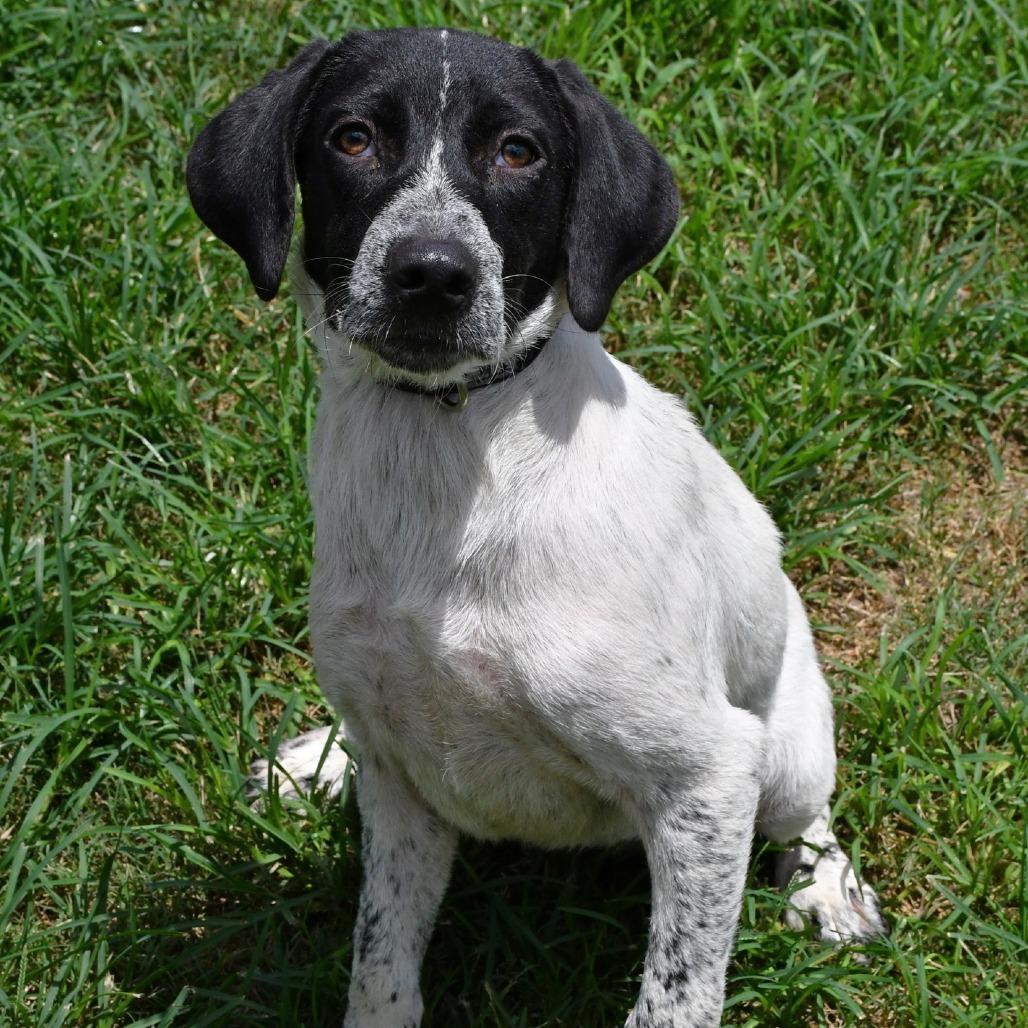 Enlarge Dusty, a Adoptable Australian Cattle Dog / Blue Heeler in Beaumont, TX image 5/6