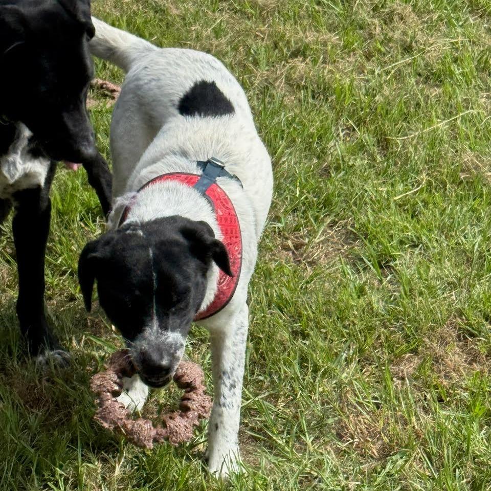 Enlarge Dusty, a Adoptable Australian Cattle Dog / Blue Heeler in Beaumont, TX image 6/6