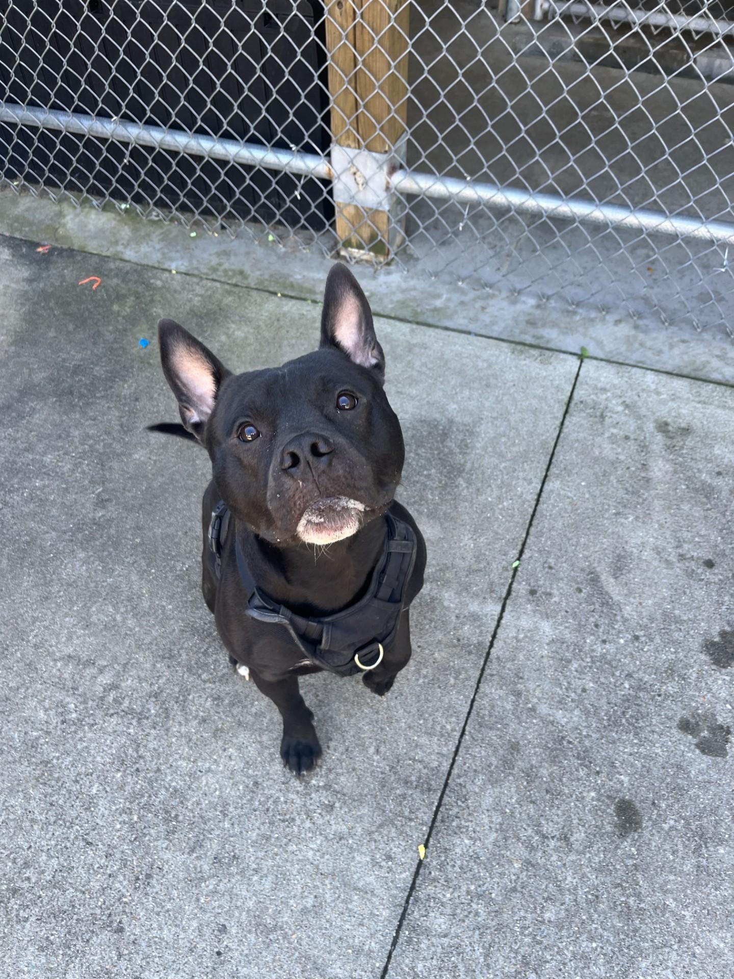 #204 Mazi, Adoptable, Adult Male American Bully.