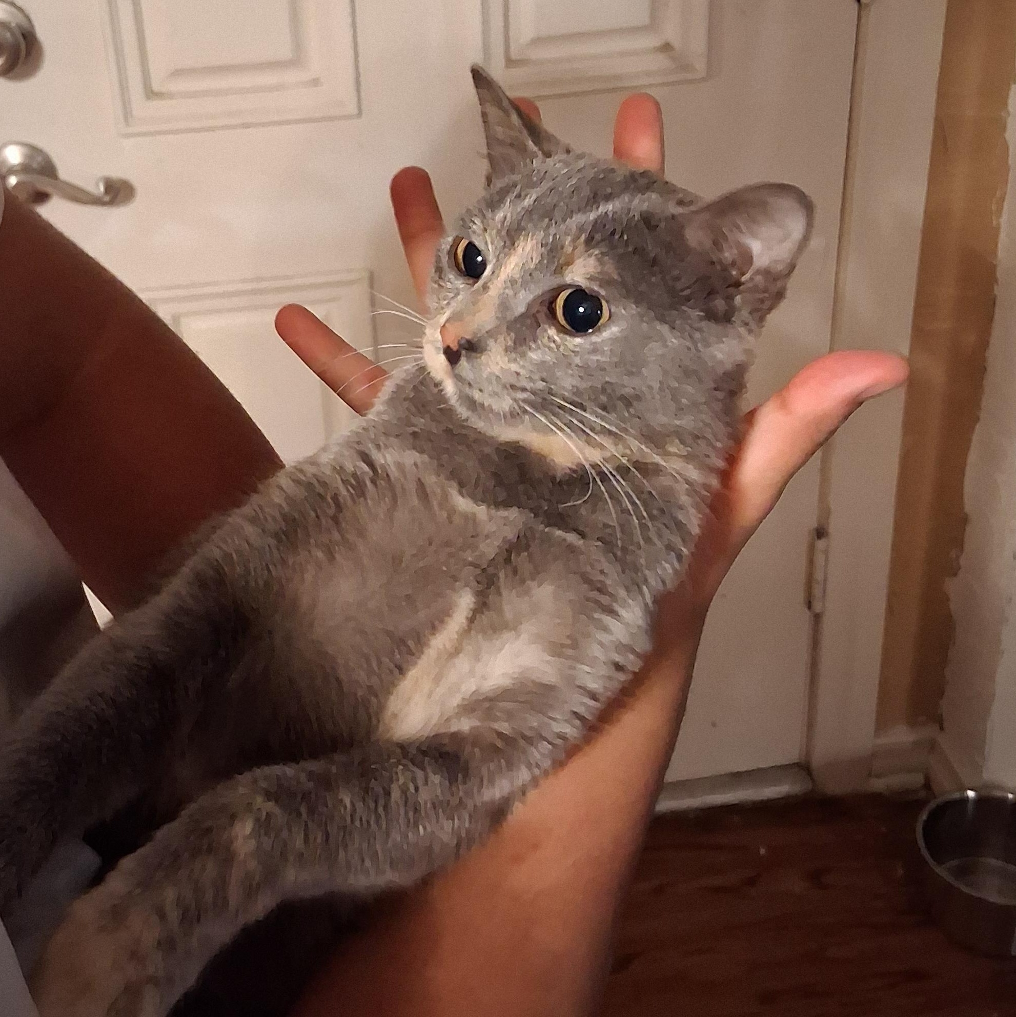 Ashtoria, adopted, Kitten Female Dilute Tortoiseshell.