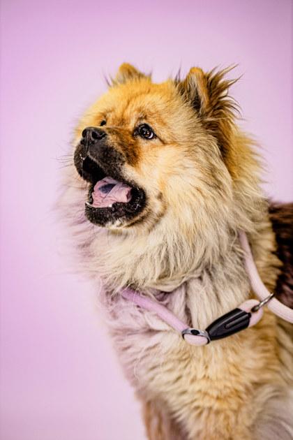 Oreo, Adoptable, Adult Female Chow Chow.