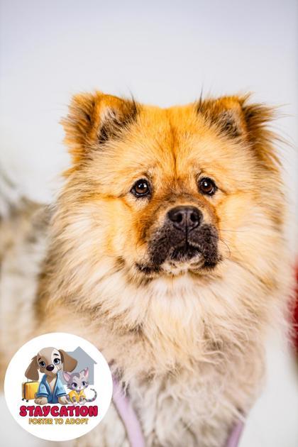 Oreo, a Adoptable Chow Chow in Phoenix, AZ image 2/2