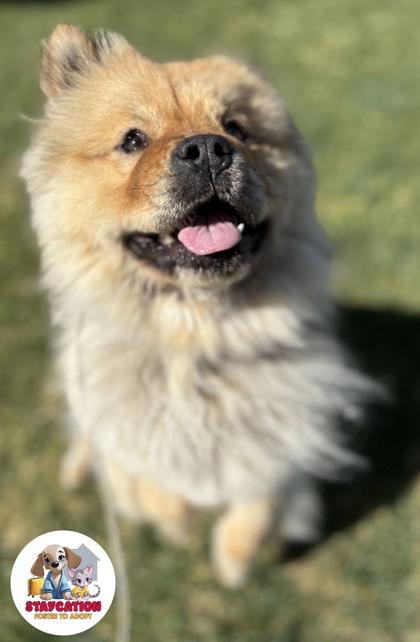Enlarge Oreo, a Adoptable Chow Chow in Phoenix, AZ image 1/3
