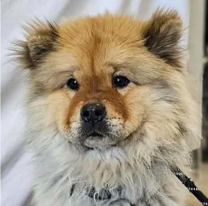 Enlarge Oreo, a Adoptable Chow Chow in Phoenix, AZ image 2/3