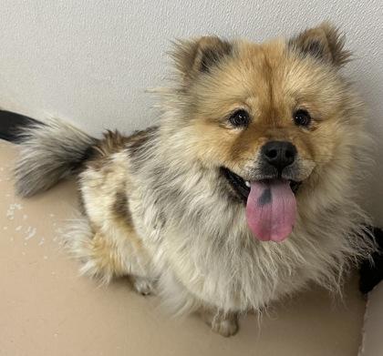Enlarge Oreo, a Adoptable Chow Chow in Phoenix, AZ image 3/3