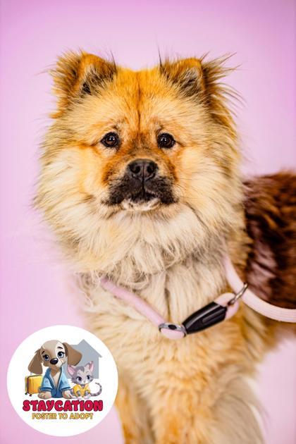 Oreo, a Adoptable Chow Chow in Phoenix, AZ image 3/3
