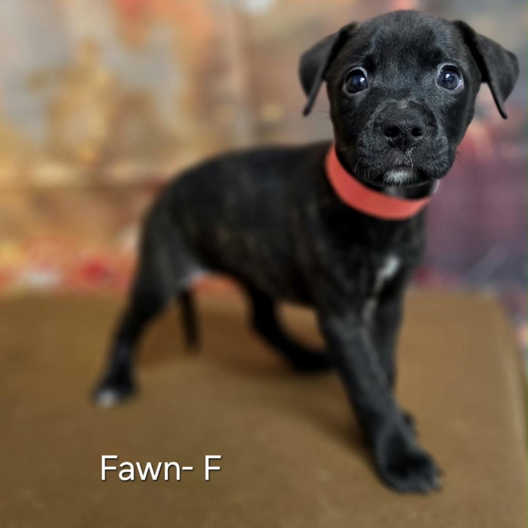 Fawn photo