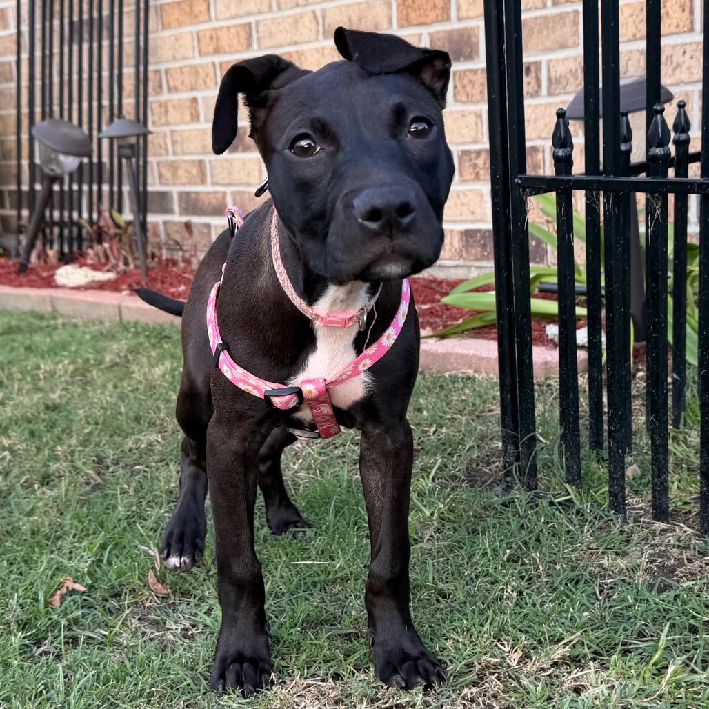 Marilyn Mon-Woof, Adoptable, Young Female Pit Bull Terrier.