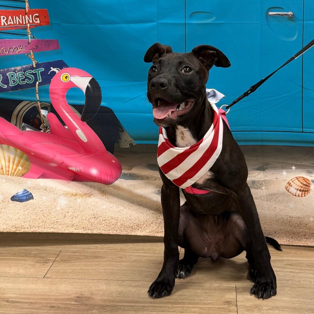 Enlarge Marilyn Mon-Woof, a Adoptable Pit Bull Terrier in New Orleans, LA image 2/6