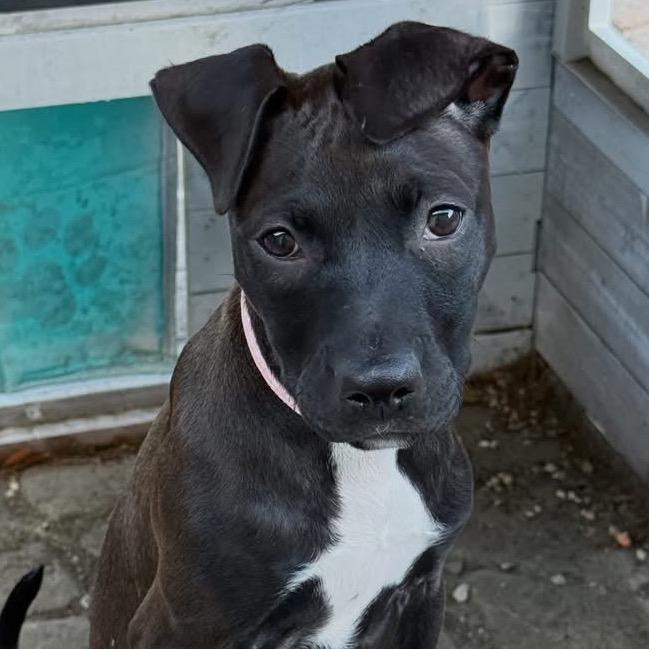 Enlarge Marilyn Mon-Woof, a Adoptable Pit Bull Terrier in New Orleans, LA image 3/6