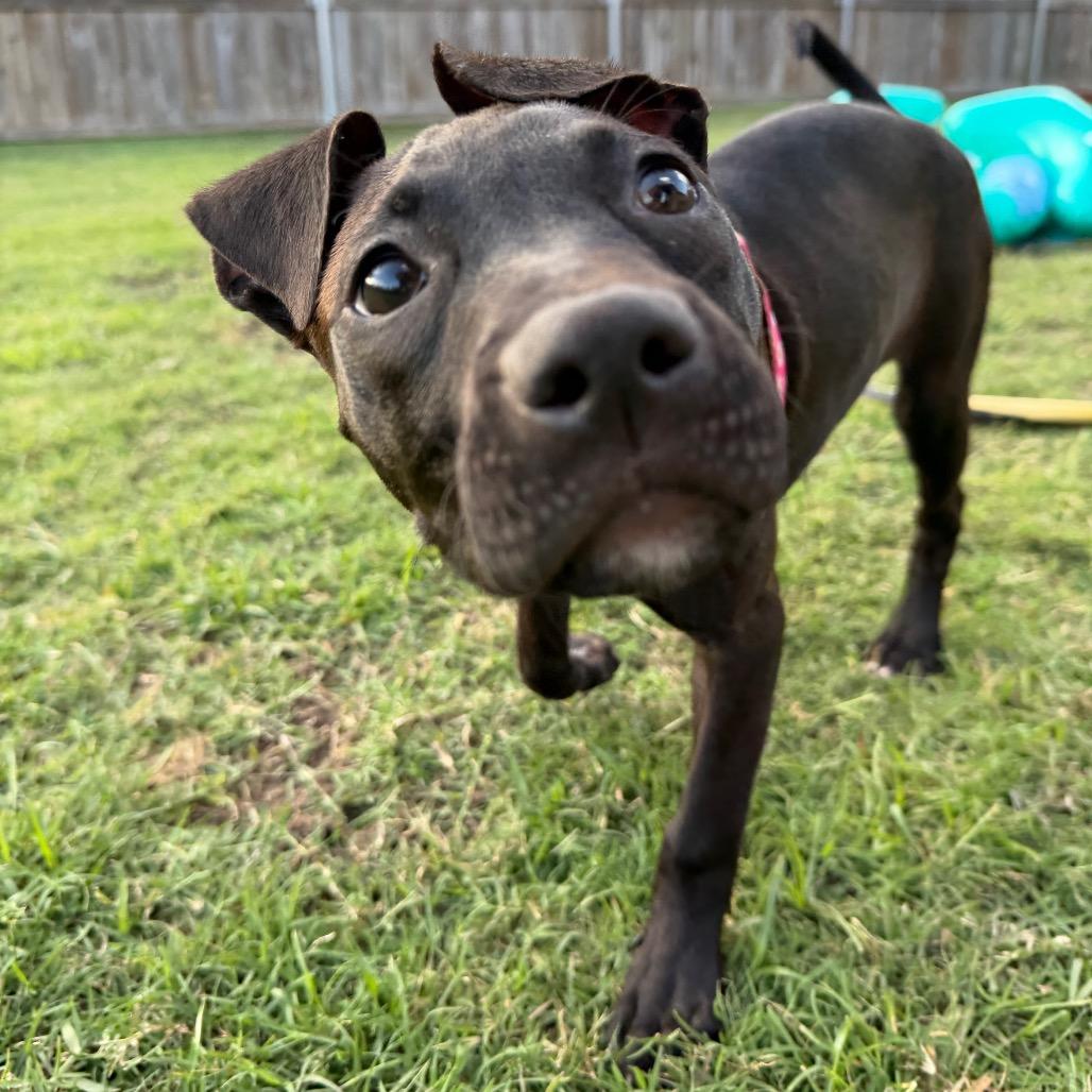 Enlarge Marilyn Mon-Woof, a Adoptable Pit Bull Terrier in New Orleans, LA image 4/6
