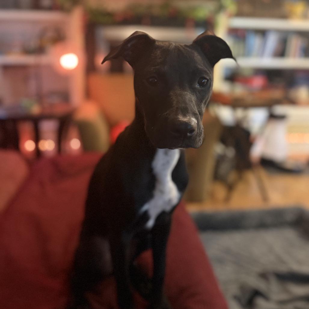 Enlarge Marilyn Mon-Woof, a Adoptable Pit Bull Terrier in New Orleans, LA image 5/6