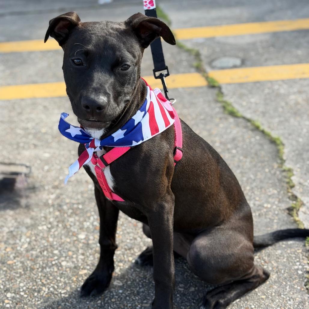 Enlarge Marilyn Mon-Woof, a Adoptable Pit Bull Terrier in New Orleans, LA image 6/6