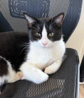 Bao Bao -Your New Playful Sidekick!, a Adoptable Tuxedo in Prescott, AZ image 1/2