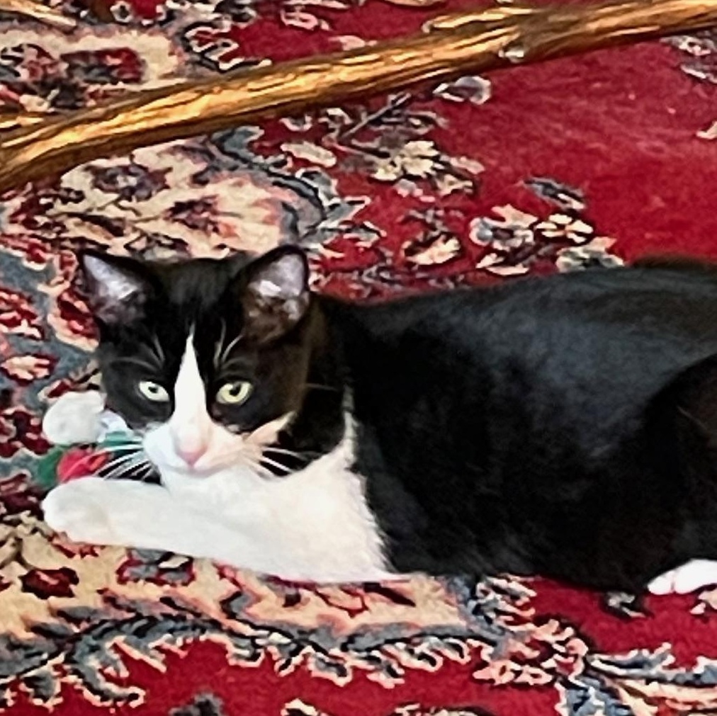 Bao Bao -Your New Playful Sidekick!, a Adoptable Tuxedo in Prescott, AZ image 2/2