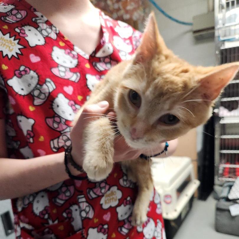 Enlarge Hersberry, a ADOPTABLE Domestic Short Hair in Richmond, VA image 1/6