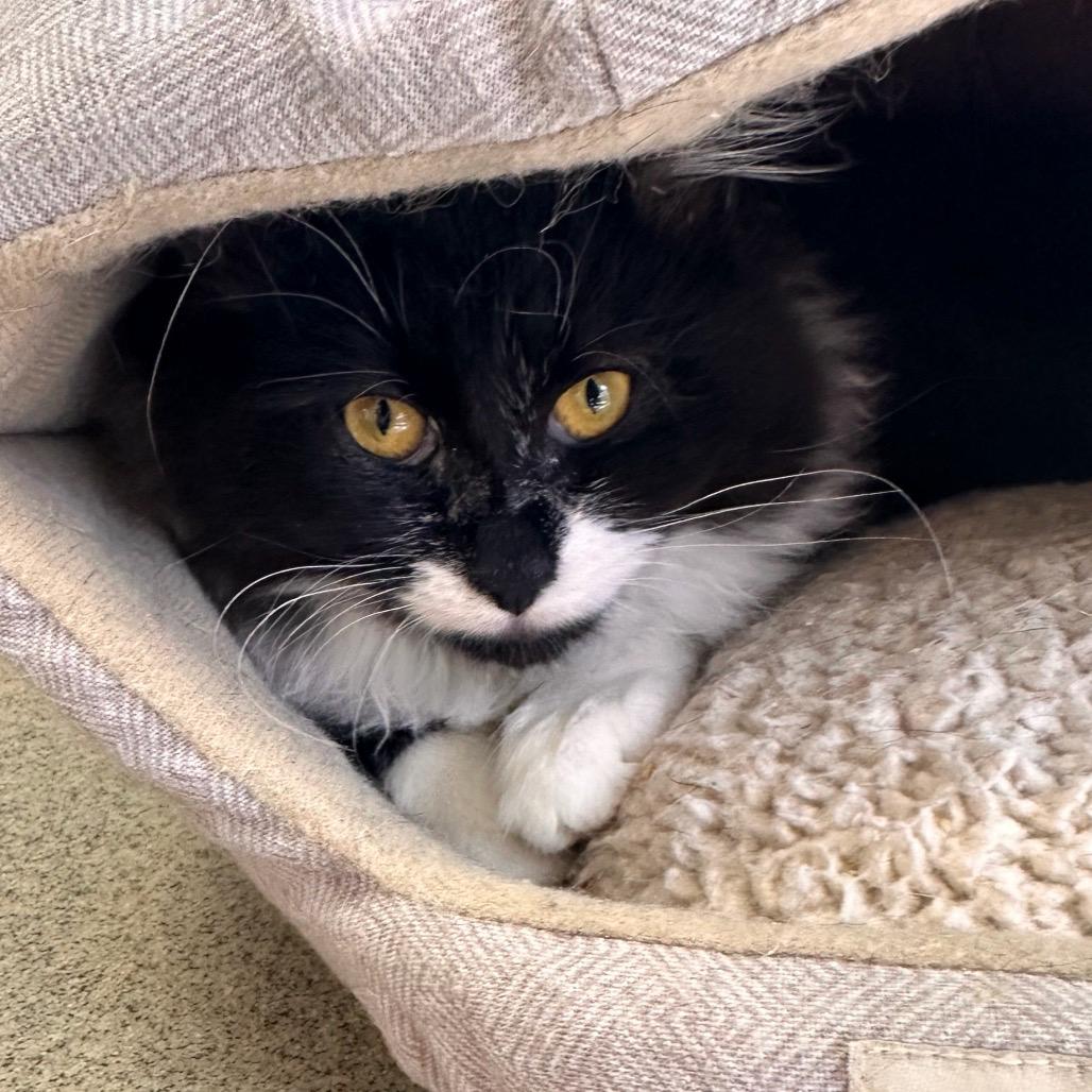 Enlarge Hersberry, a ADOPTABLE Domestic Short Hair in Richmond, VA image 3/6