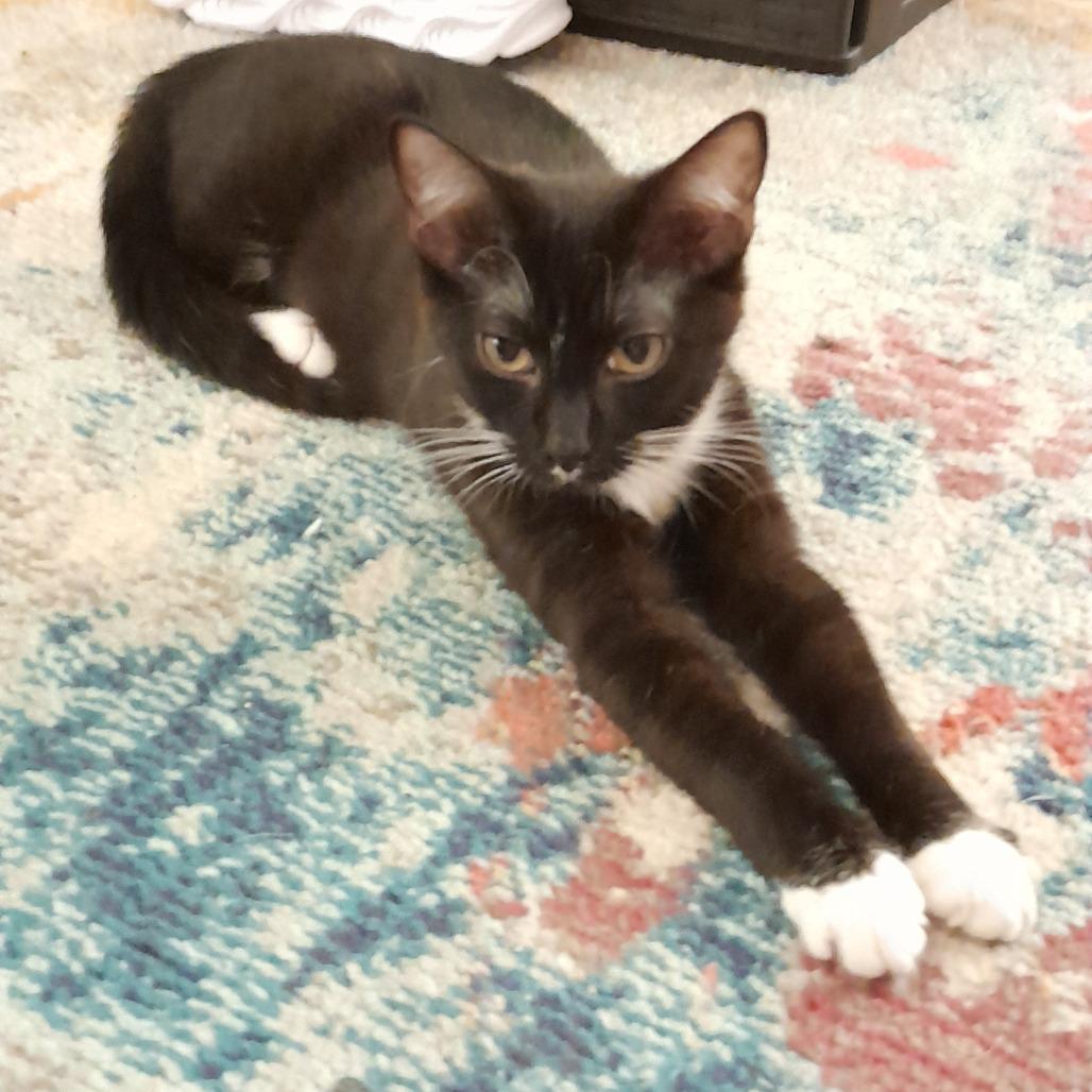 Enlarge Hersberry, a ADOPTABLE Domestic Short Hair in Richmond, VA image 4/6