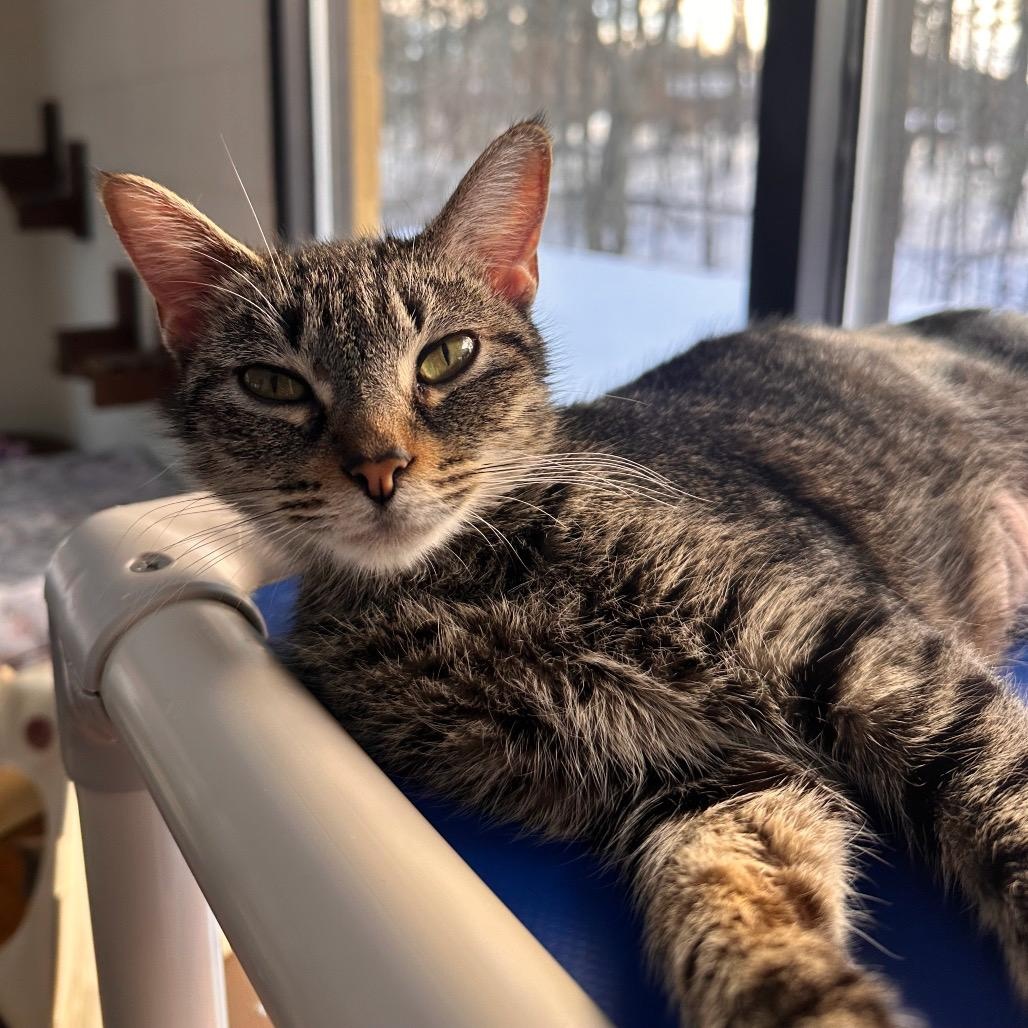 Enlarge Hersberry, a ADOPTABLE Domestic Short Hair in Richmond, VA image 5/6