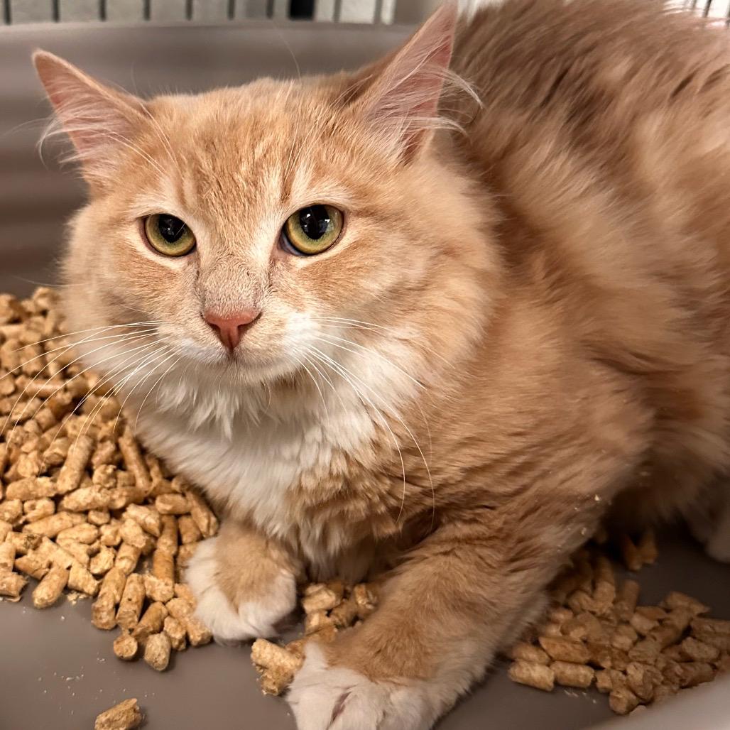 Enlarge Hersberry, a ADOPTABLE Domestic Short Hair in Richmond, VA image 6/6