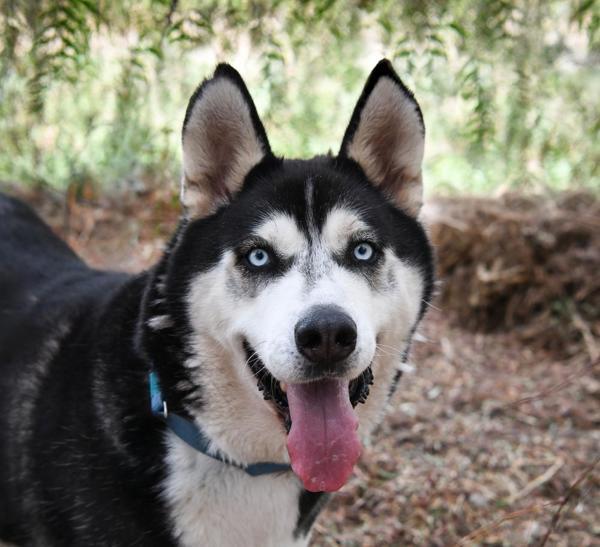 Milo, Adoptable, Adult Male Siberian Husky.