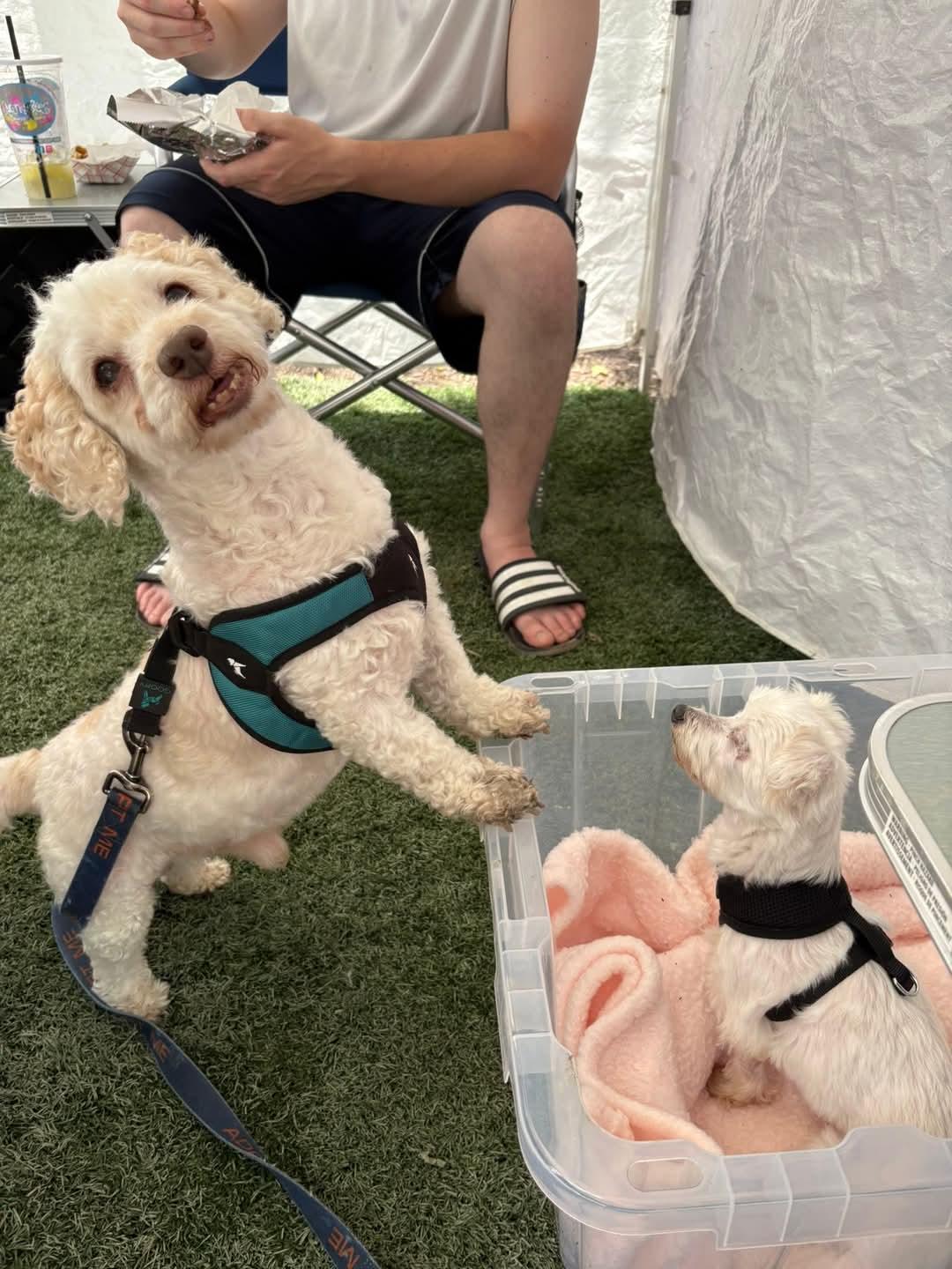 BOOMER * BONDED WITH BRIDGET*   tinycauseadopt@gmail.com