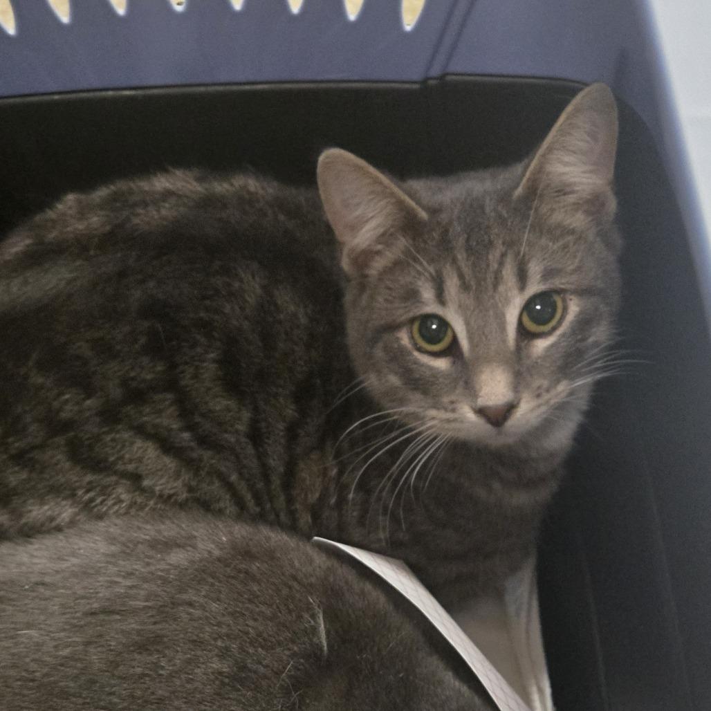 Enlarge Peter, a Adoptable Domestic Short Hair in Saint Cloud, MN image 1/1