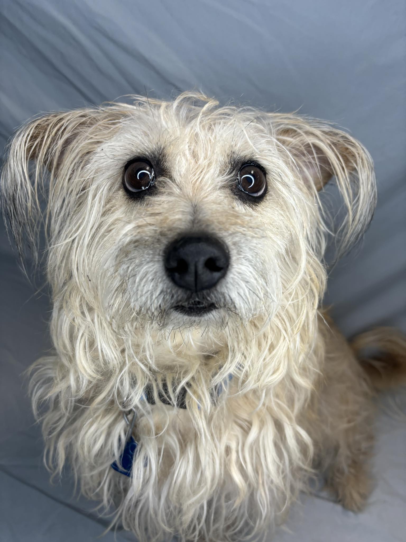 Enlarge Luke Cage, a Adopted Cairn Terrier in Broken Arrow, OK image 4/5