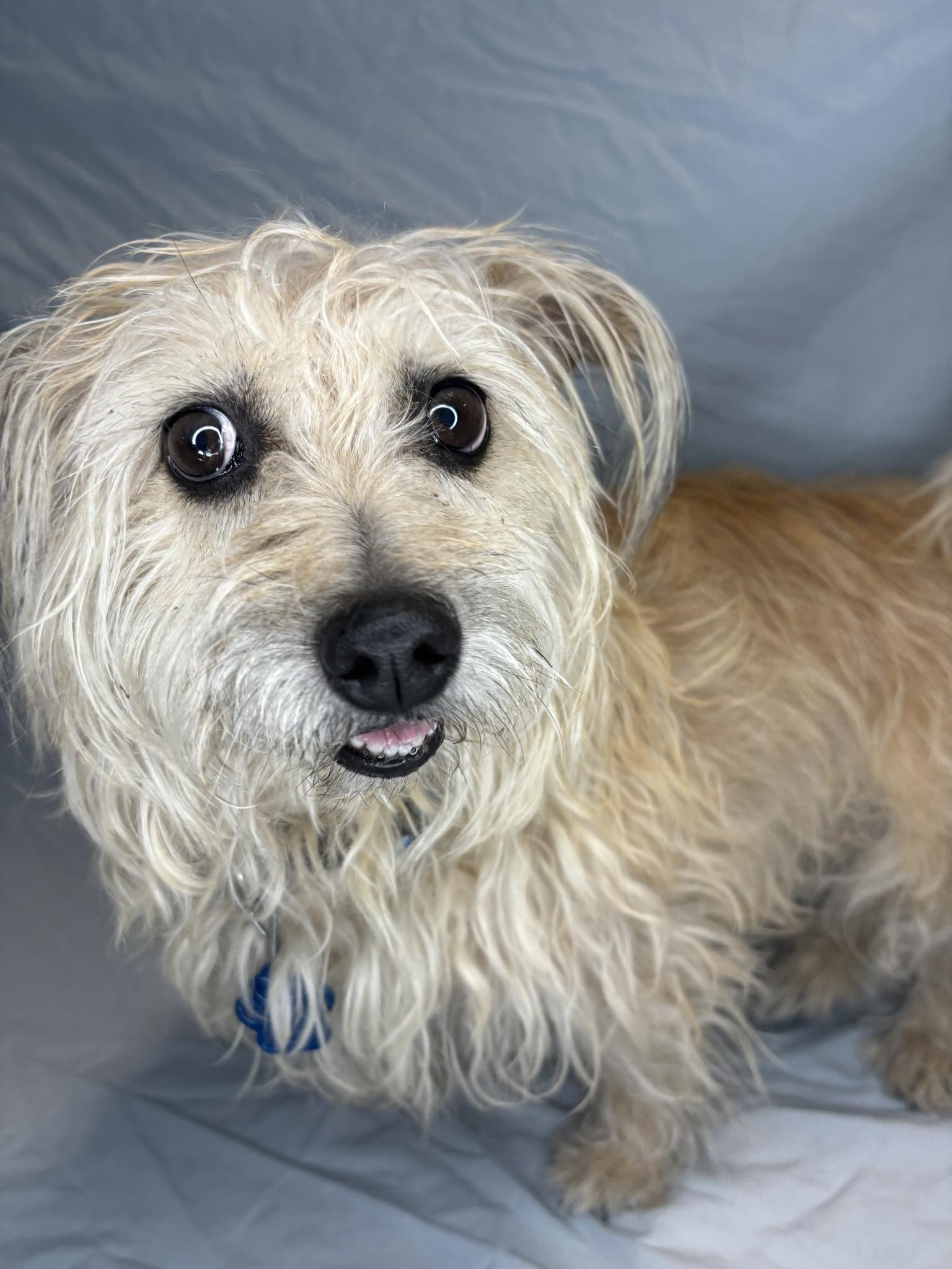 Enlarge Luke Cage, a Adopted Cairn Terrier in Broken Arrow, OK image 5/5
