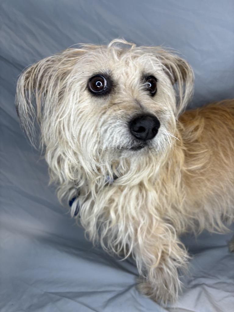 Enlarge Luke Cage, a Adopted Cairn Terrier in Broken Arrow, OK image 2/5
