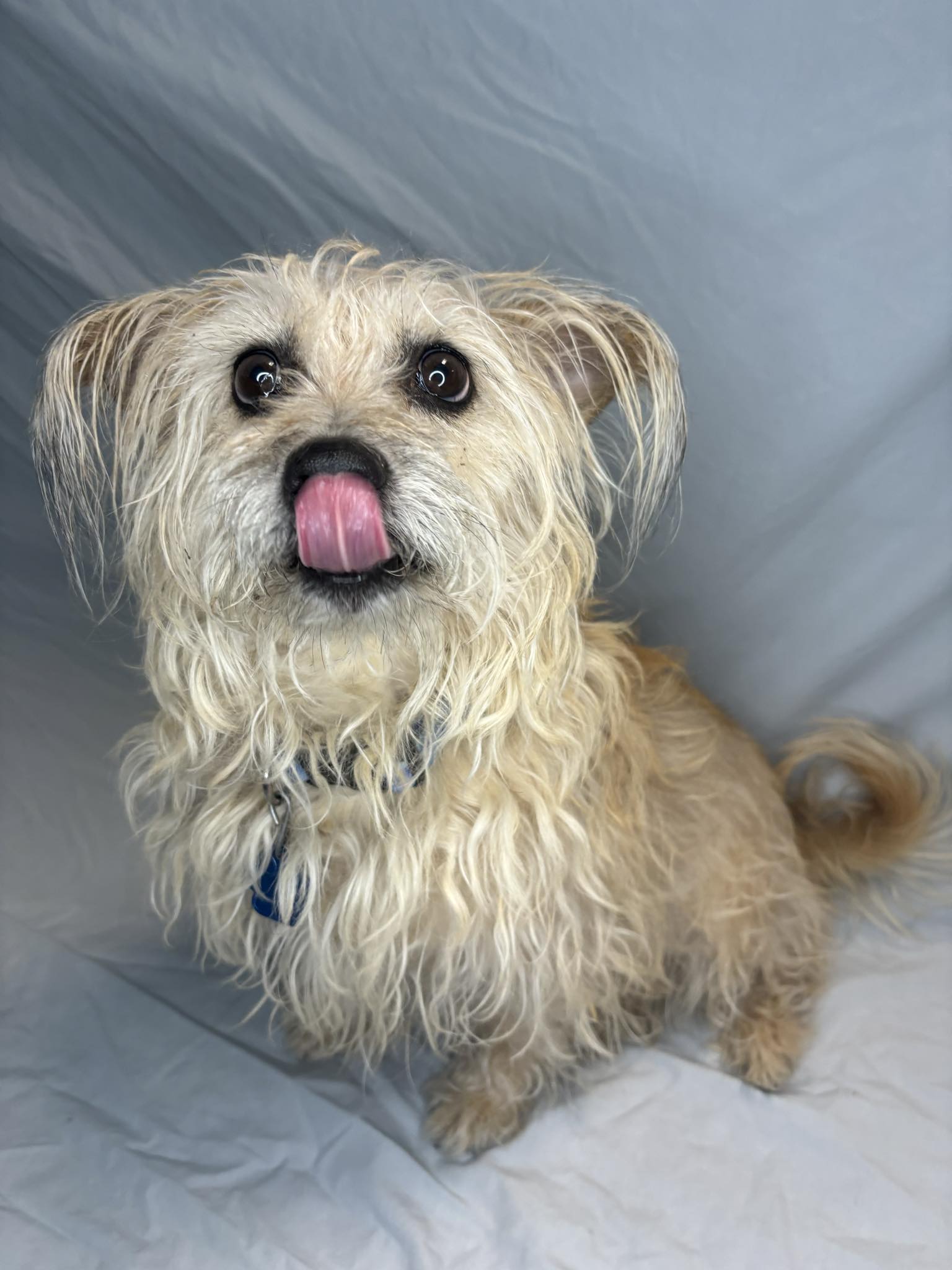 Enlarge Luke Cage, a Adopted Cairn Terrier in Broken Arrow, OK image 3/5