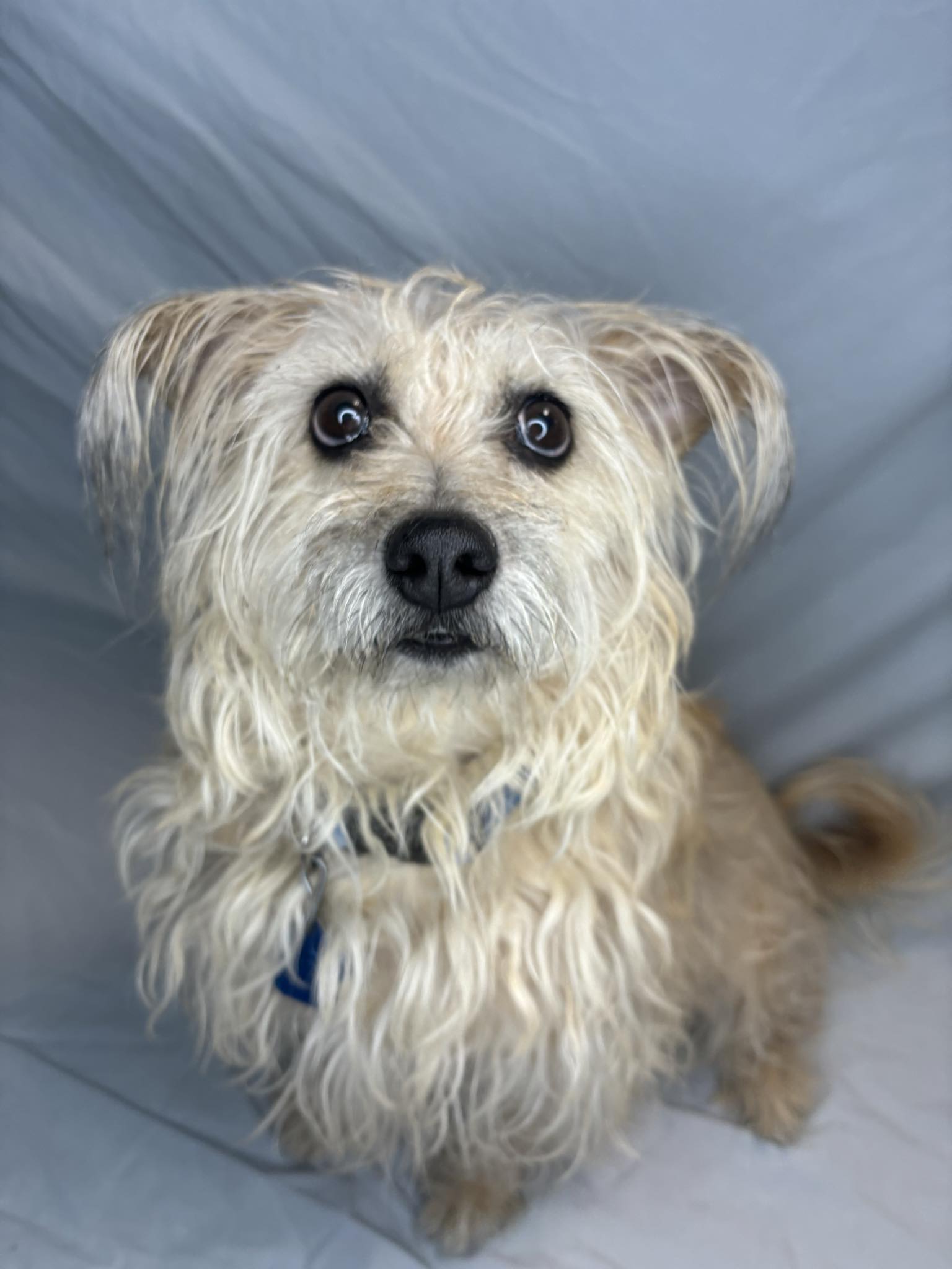 Enlarge Luke Cage, a Adopted Cairn Terrier in Broken Arrow, OK image 1/5