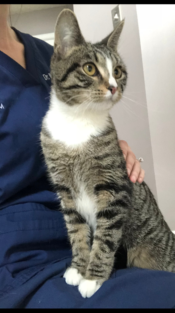 Harper, a Adoptable Domestic Short Hair in Gilberts, IL image 1/6