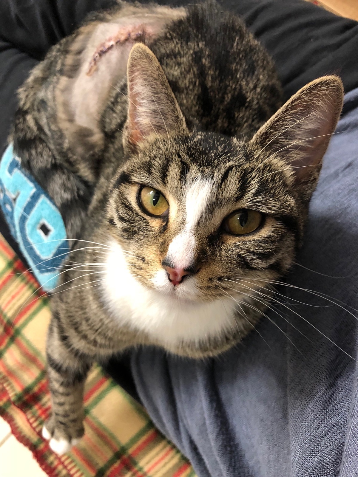 Harper, a Adoptable Domestic Short Hair in Gilberts, IL image 2/6